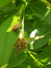Merhynchites bicolor