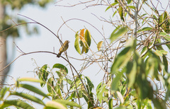 Conothraupis mesoleuca