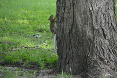 Sciurus niger