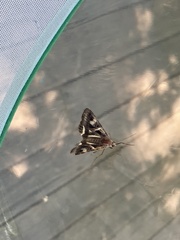 Drasteria grandirena