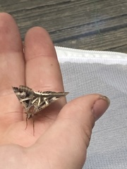 Drasteria grandirena