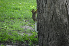 Sciurus niger