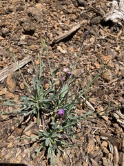 Boechera sparsiflora