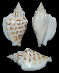 Ministrombus variabilis