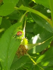 Merhynchites bicolor