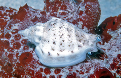 Ministrombus variabilis