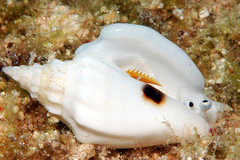 Ministrombus variabilis