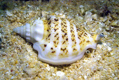 Ministrombus variabilis