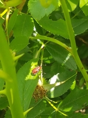 Merhynchites bicolor