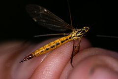 Nephrotoma flavescens