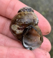 Viviparus contectus