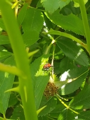 Merhynchites bicolor