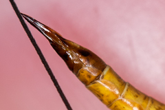 Nephrotoma flavescens