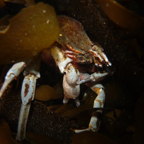 Epialtidae