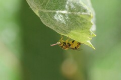 Conura amoena