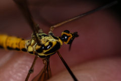 Nephrotoma flavescens