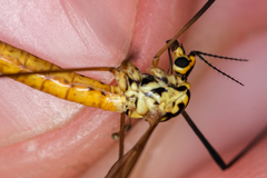 Nephrotoma flavescens