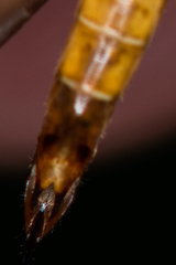 Nephrotoma flavescens