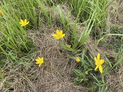 Zephyranthes citrina