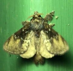 Zygaenoidea