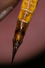 Nephrotoma flavescens