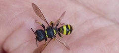 Hymenoptera