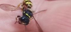 Hymenoptera
