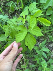 Rubus enslenii