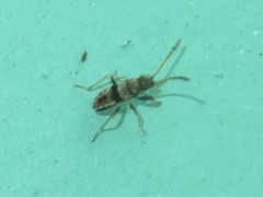 Beosus maritimus