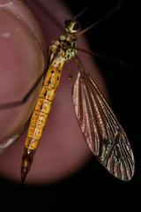 Nephrotoma flavescens