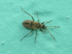 Beosus maritimus