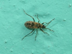 Beosus maritimus