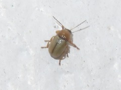 Cryptocephalus fulvus