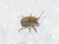 Cryptocephalus fulvus