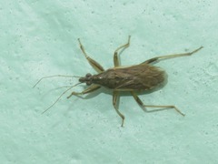 Himacerus major