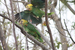 Amazona oratrix tresmariae