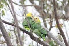 Amazona oratrix tresmariae