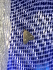 Udea alpinalis