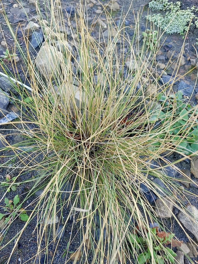 Silver Tussock from Island Bay, Wellington, New Zealand on July 13 ...