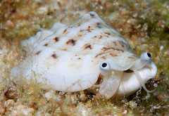 Ministrombus variabilis