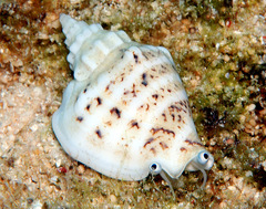 Ministrombus variabilis