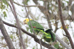 Amazona oratrix tresmariae