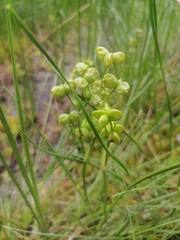 Scheuchzeria palustris