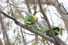 Amazona oratrix tresmariae