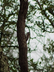 Dryobates stricklandi