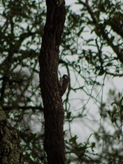 Dryobates stricklandi