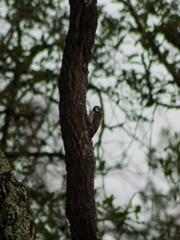 Dryobates stricklandi