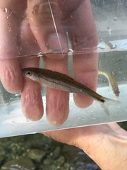 Notropis leuciodus