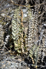 Cheilanthes buchtienii