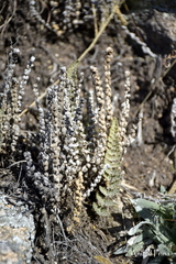 Cheilanthes buchtienii